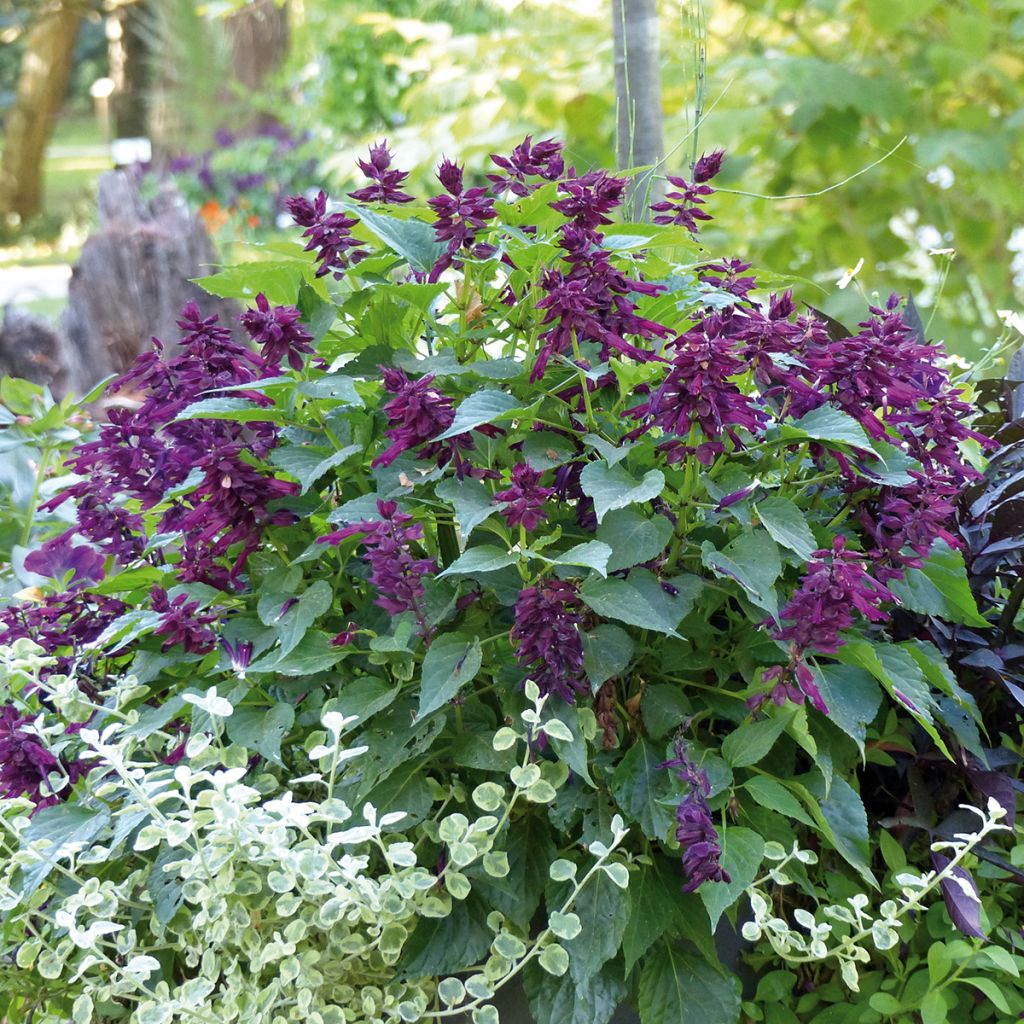 Salvia x spendens Gogo Purple