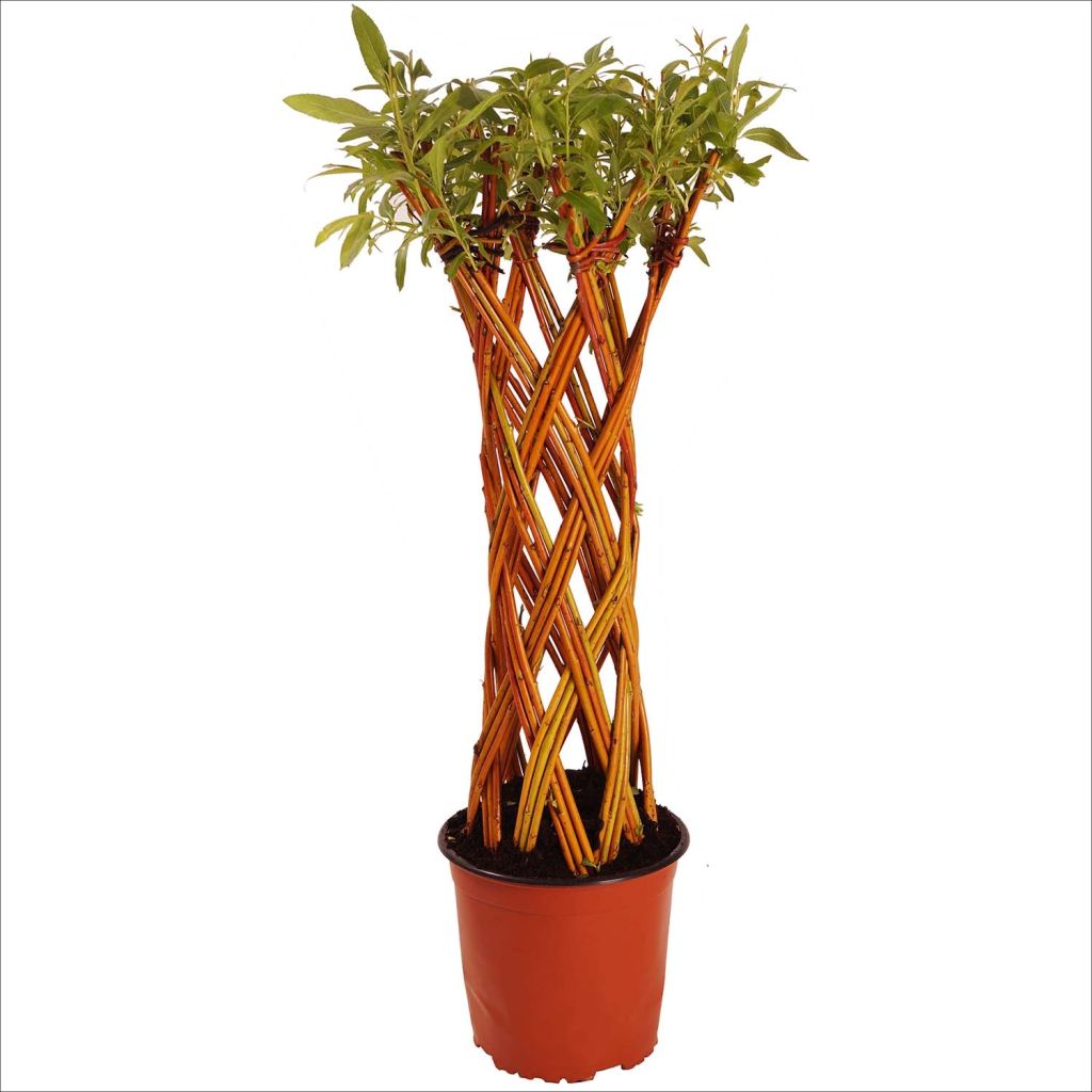 Woven willow