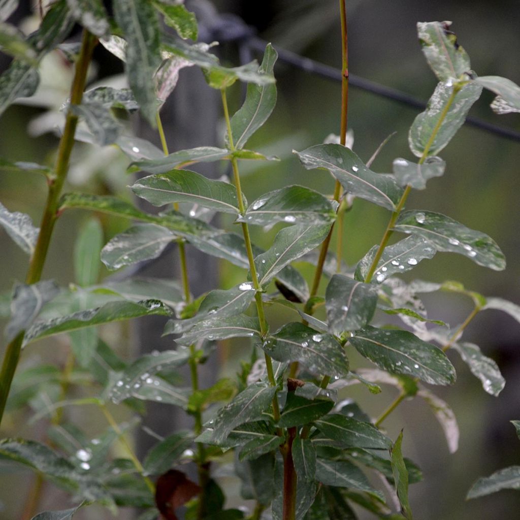 Salix integra Hakuro-Nishiki - Flamingo Willow