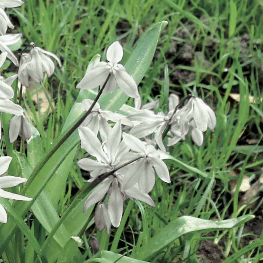 Scilla siberica Alba