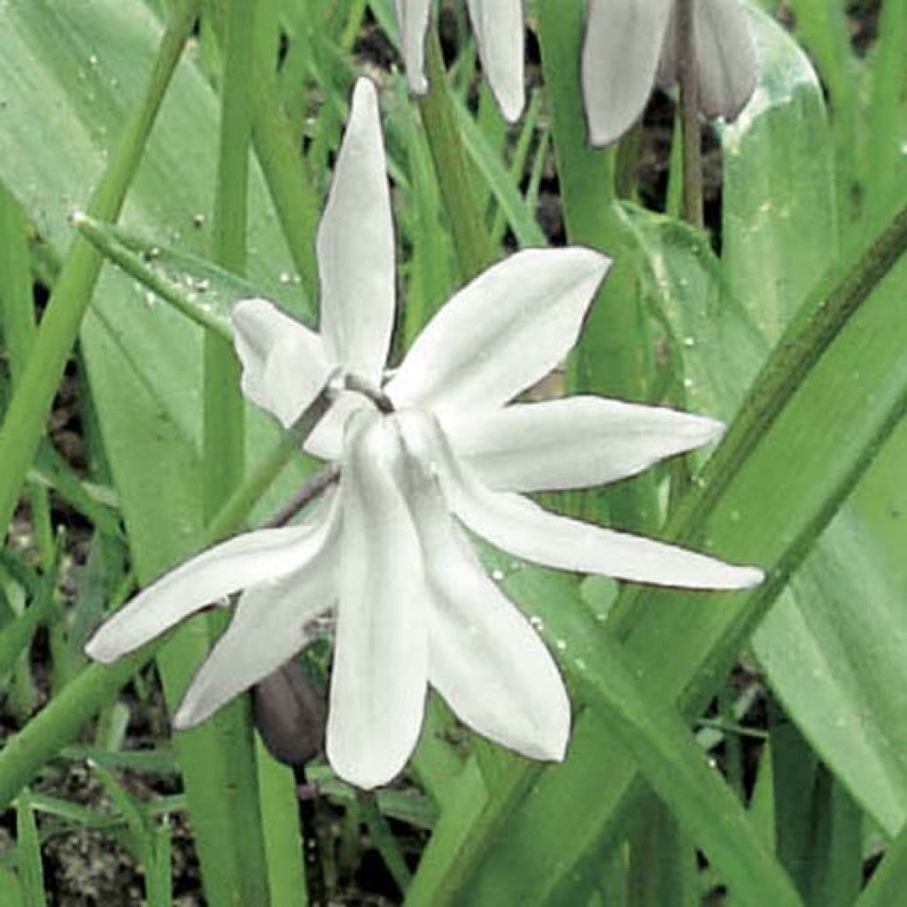 Scilla siberica Alba