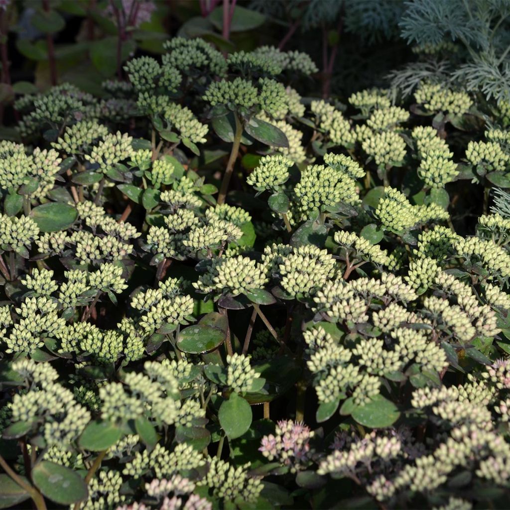Sedum Matrona - Autumn Stonecrop