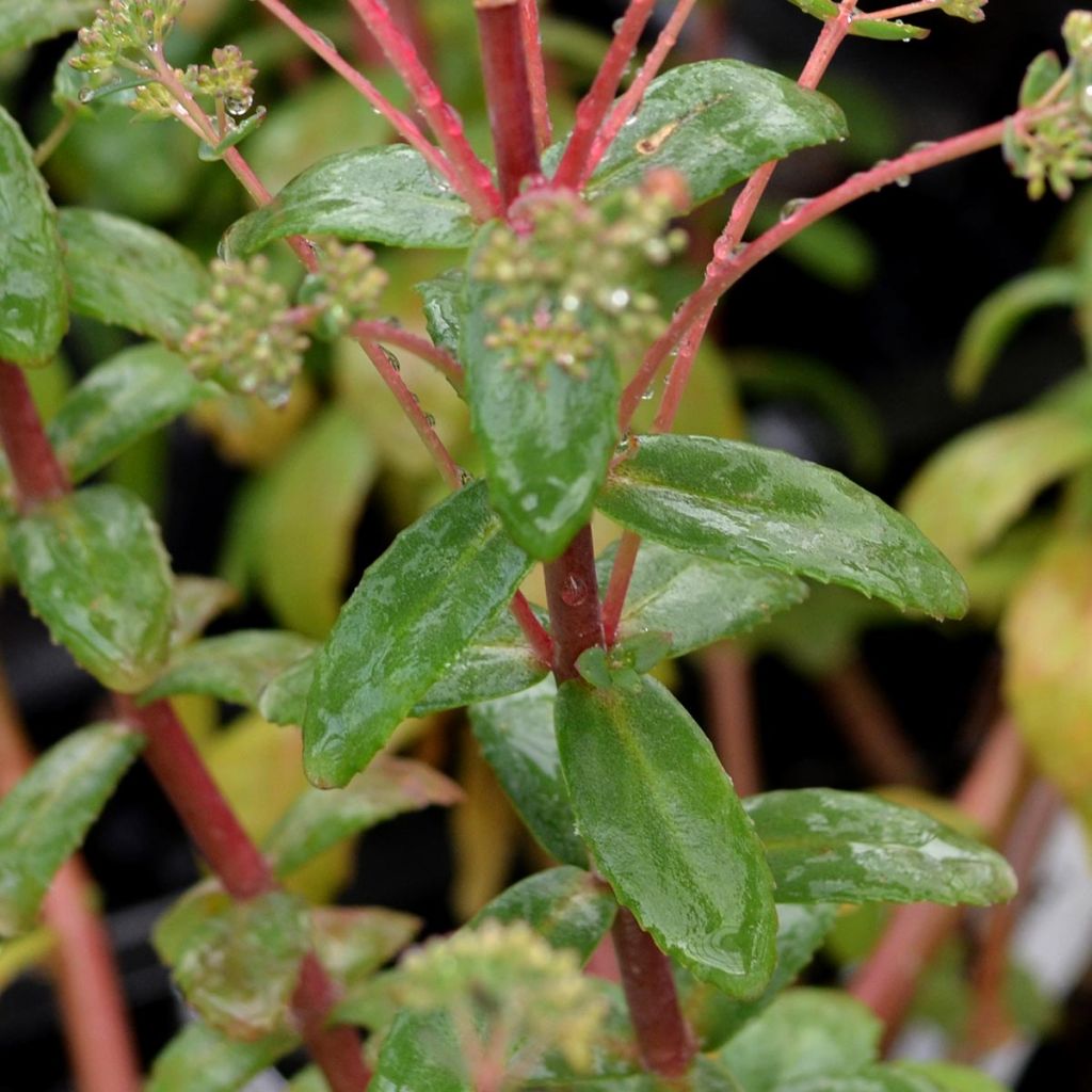 Sedum Red Cauli - Autumn Stonecrop