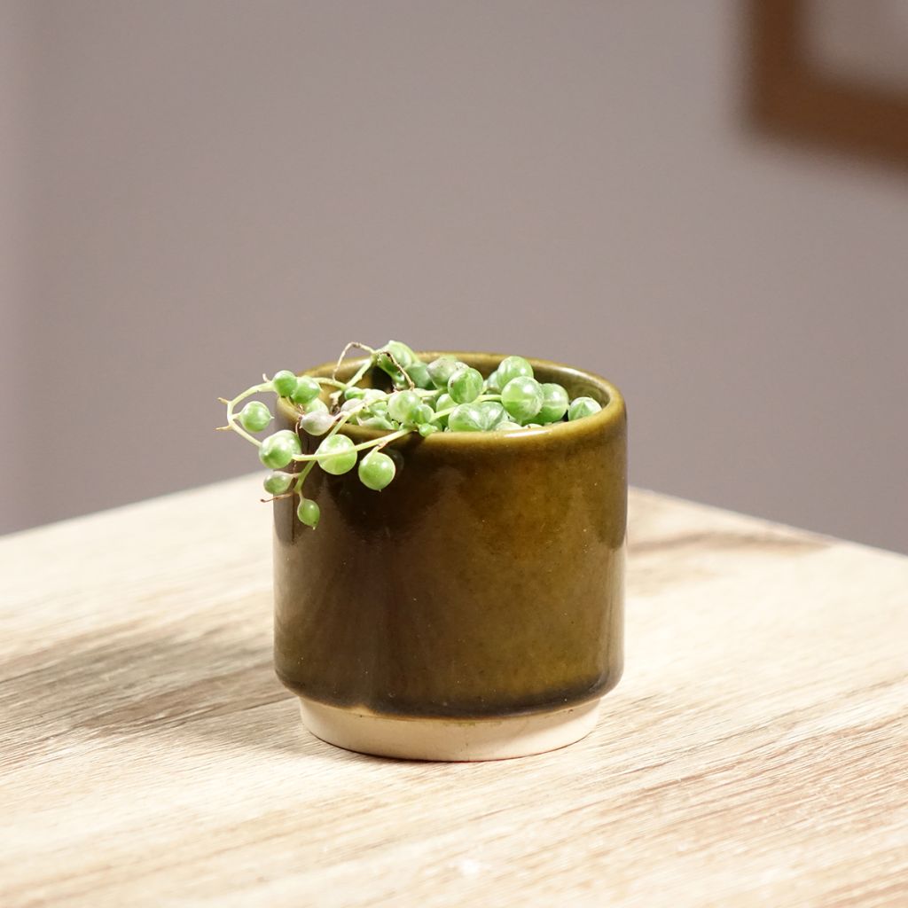 Senecio rowleyanus 'Variegata' - String of pearls