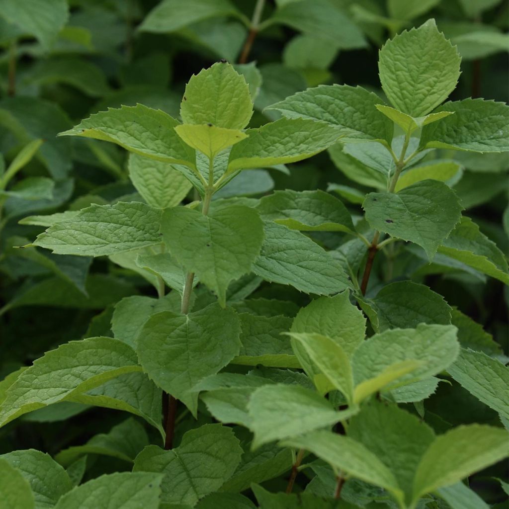 Philadelphus coronarius Aureus - Mock Orange