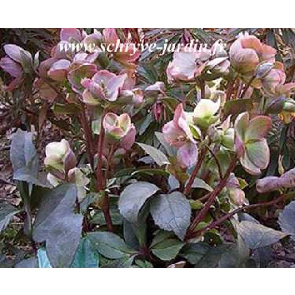 Helleborus Silvermoon