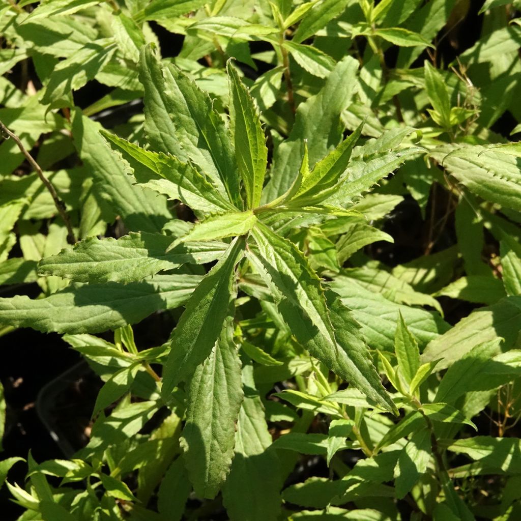 Solidago Ducky