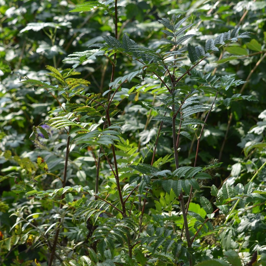 Sorbus aucuparia