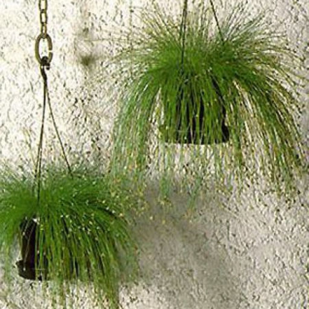 Scirpus cernuus - Fibre Optic Grass