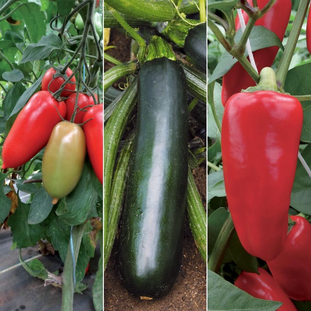 Productive terrace trio with tomato, courgette, and pepper
