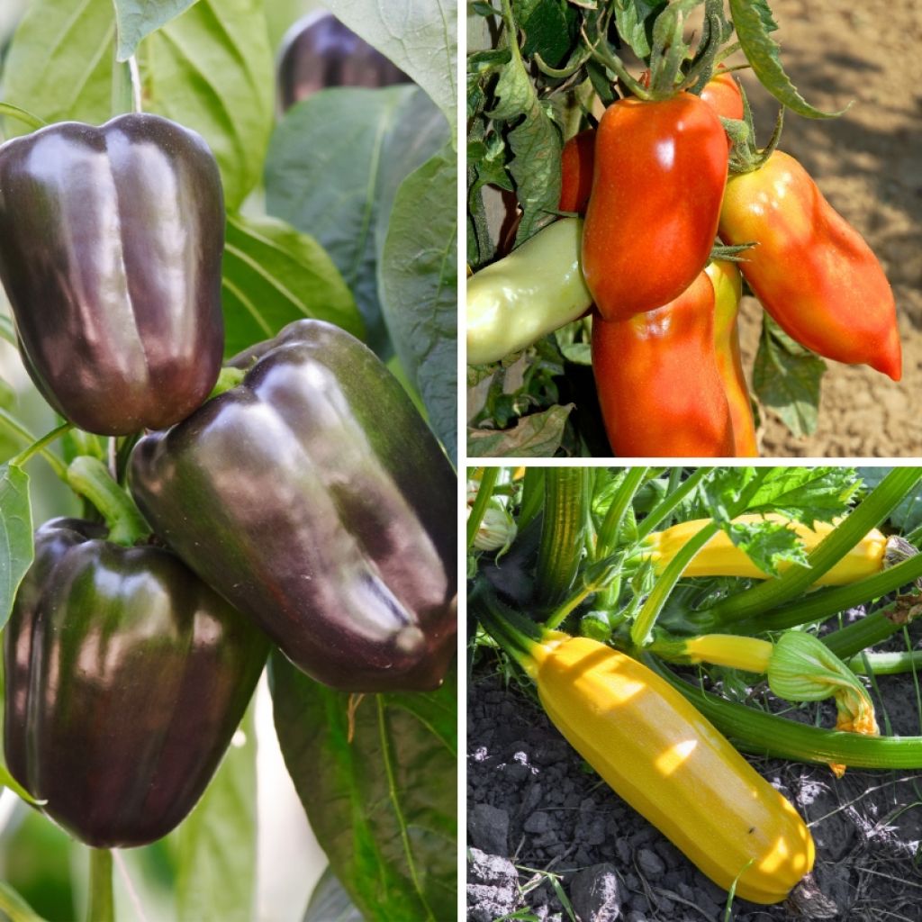 Productive terrace trio with tomato, courgette, and pepper