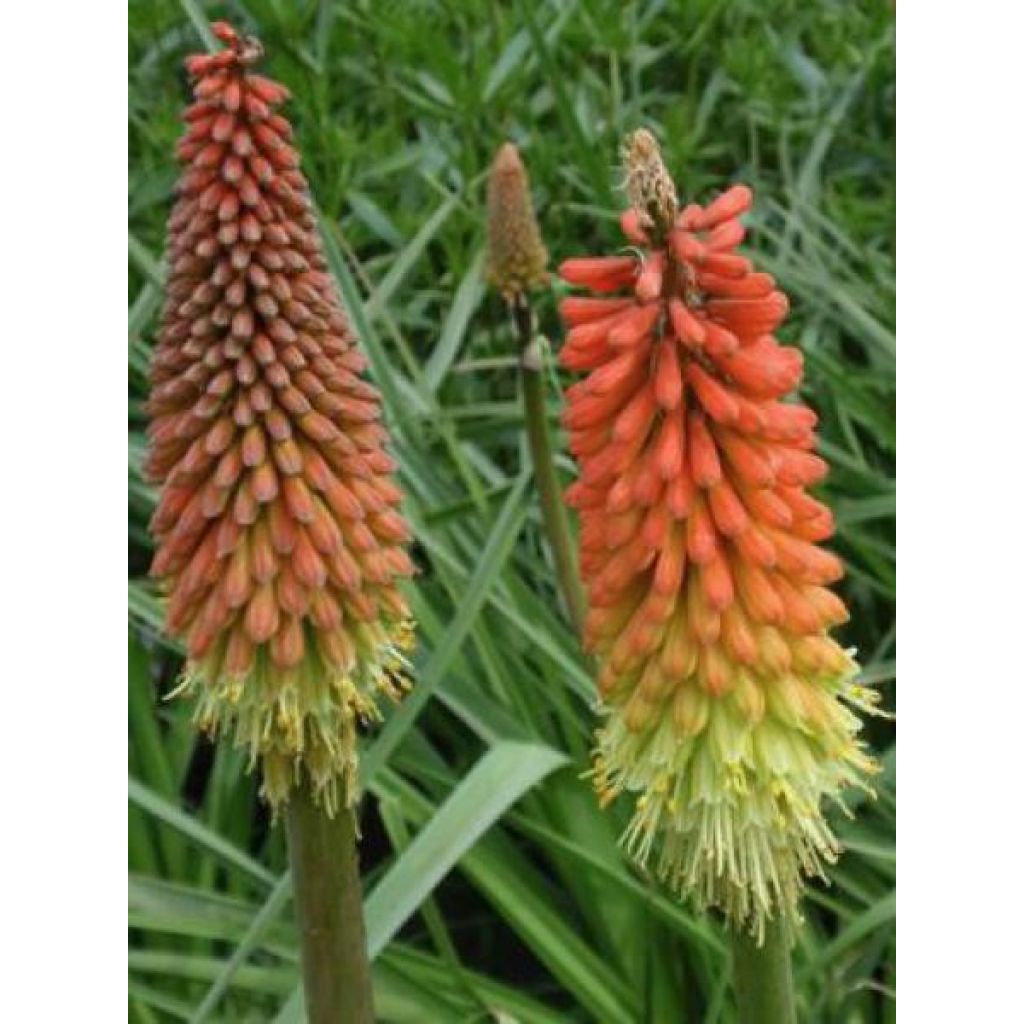 Kniphofia pauciflora Flamenco - Red Hot Poker