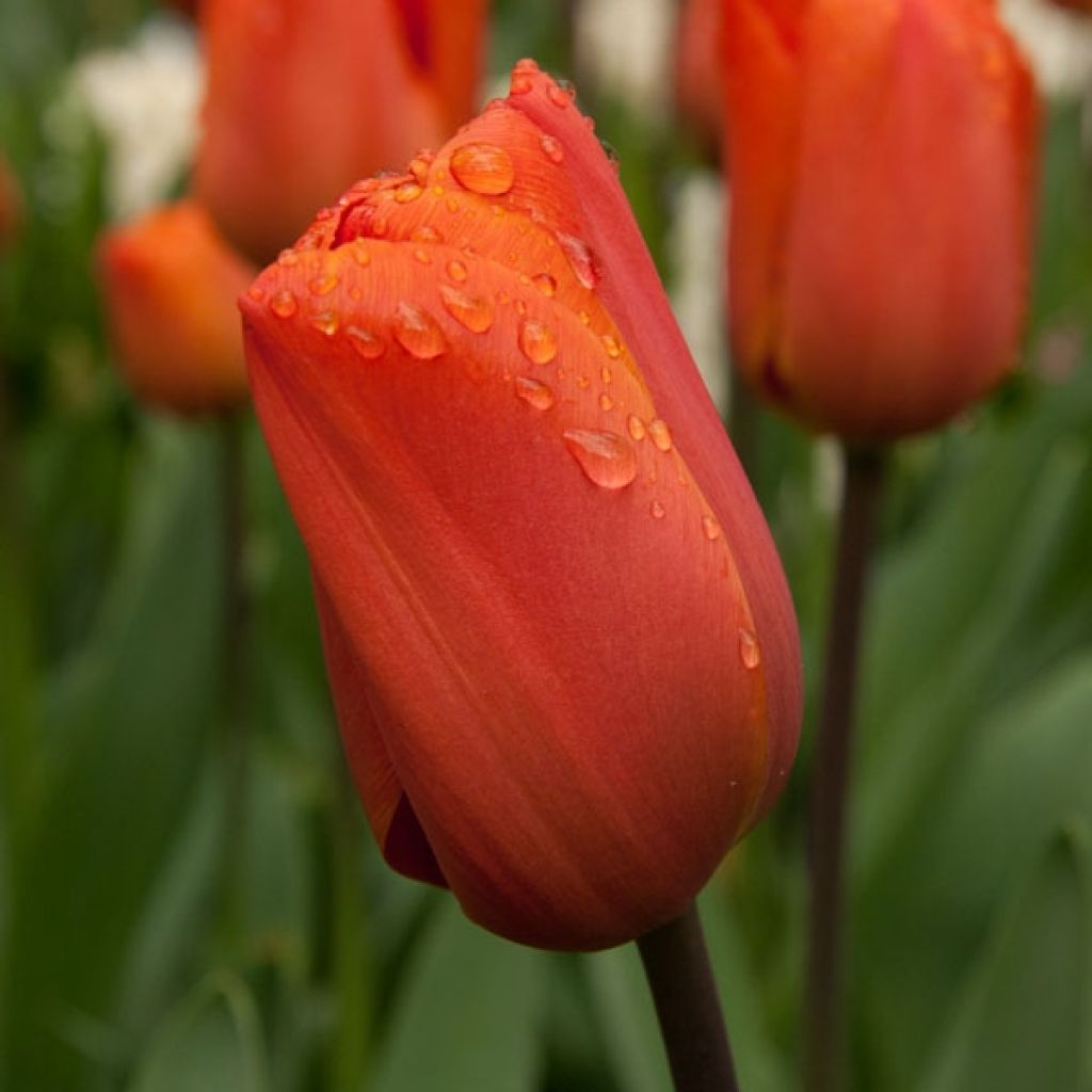 Tulipa 'Annie Schilder'