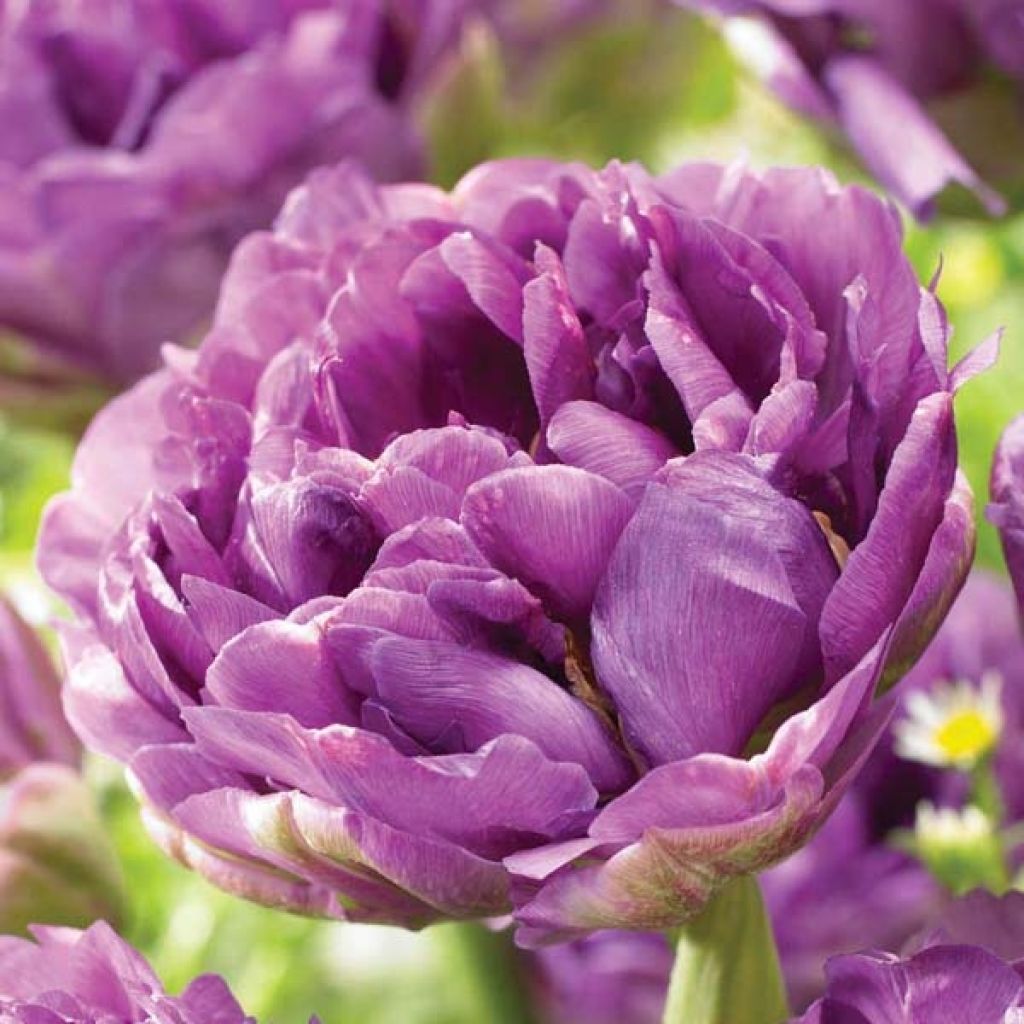 Tulipa Blue Wow