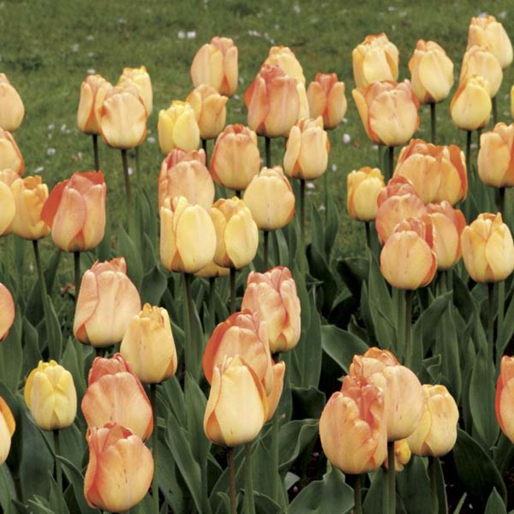 Tulipa Darwin hybride Daydream - Darwin hybrid Tulip
