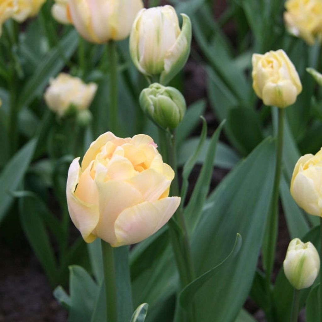 Tulipa Charming Lady - Double Late Tulip