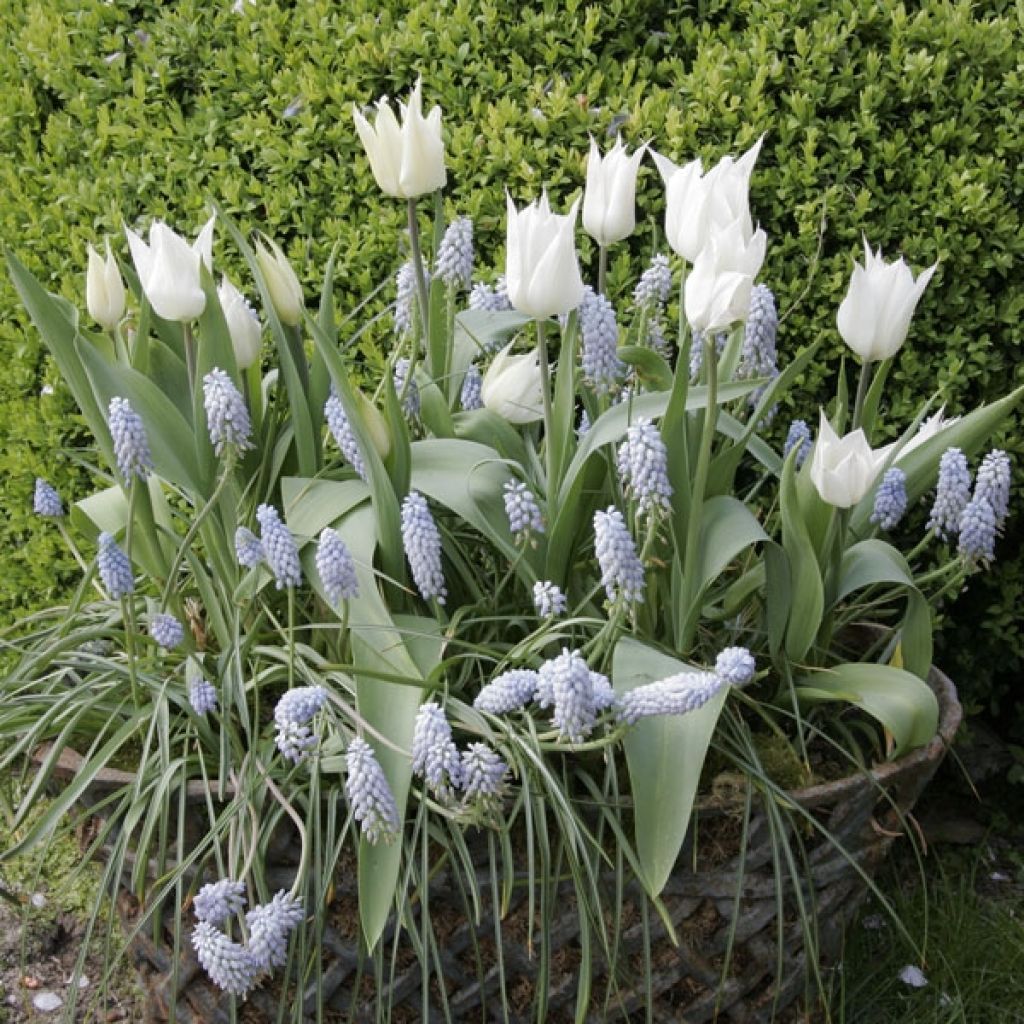 Tulipa Sapporo - Lily flowering Tulip