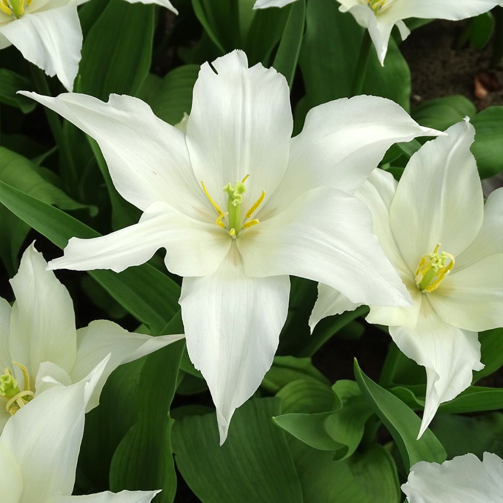 Tulipa Très Chic - Lily flowering Tulip