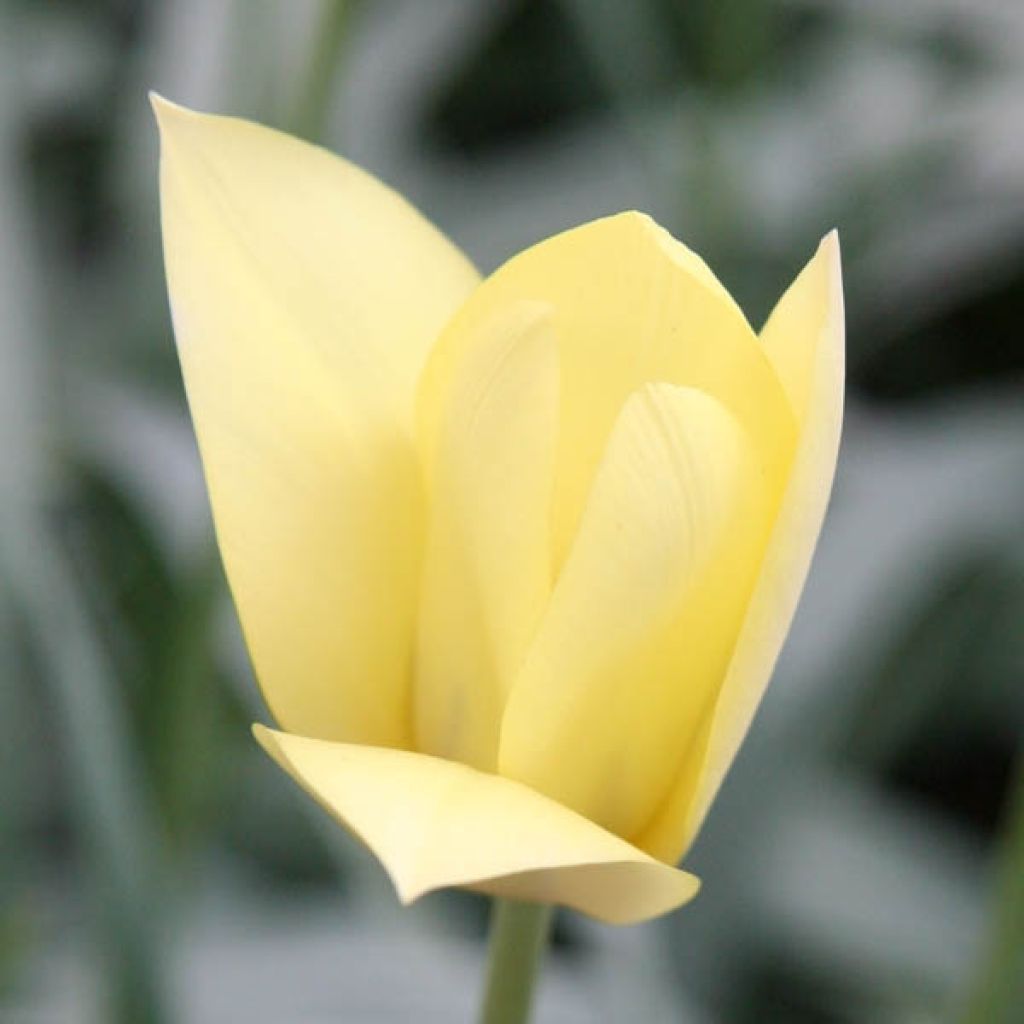 Tulipa clusiana 'Honky Tonk'