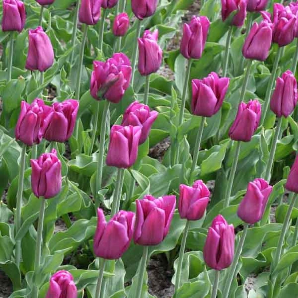 Tulipa Passionale - Triumph Tulip