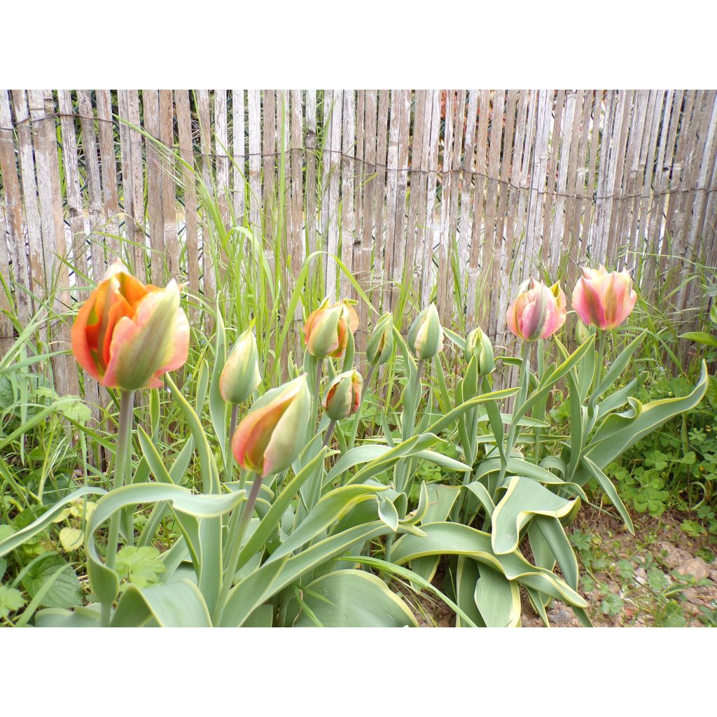 Tulipa viridiflora Artist