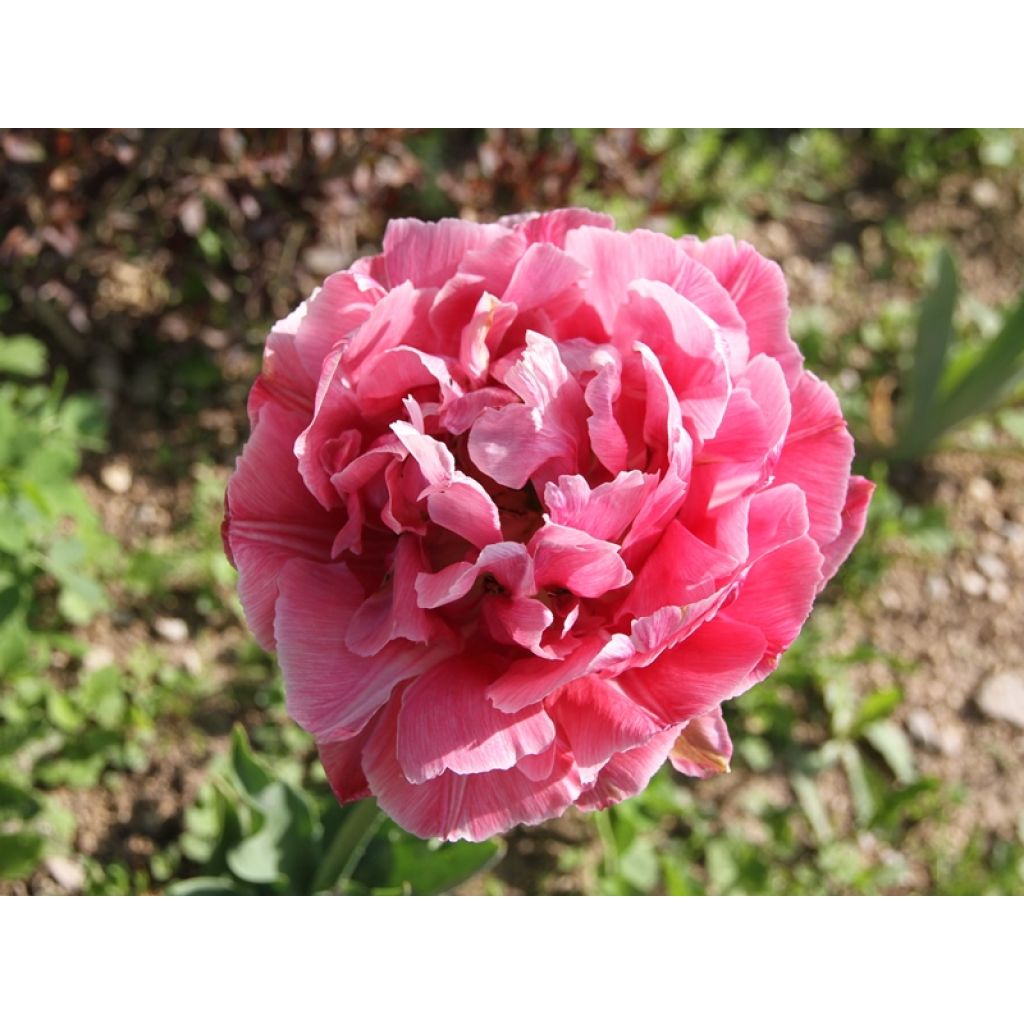 Tulipa Aveyron - Double Late Tulip