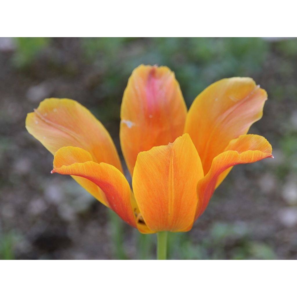 Tulipa Ballerina - Lily flowering Tulip