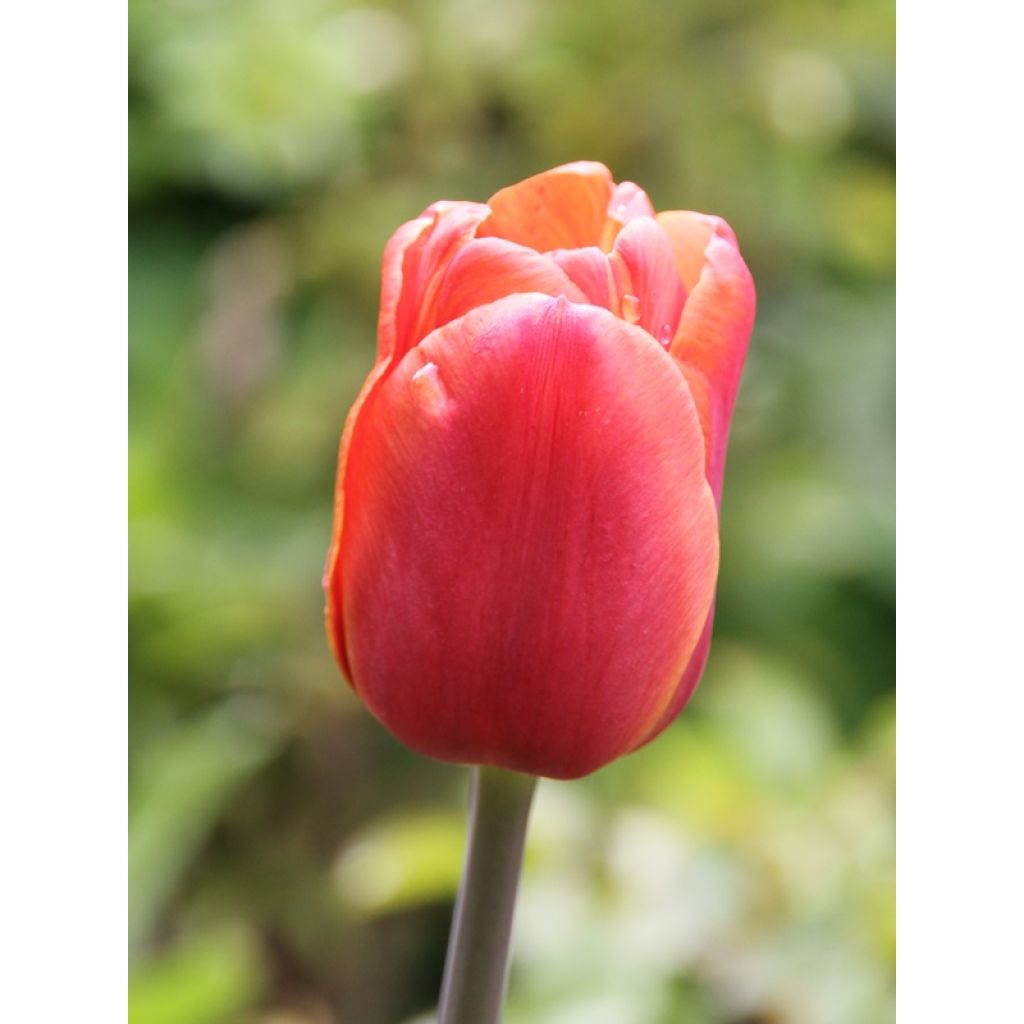 Tulipa Brown Sugar