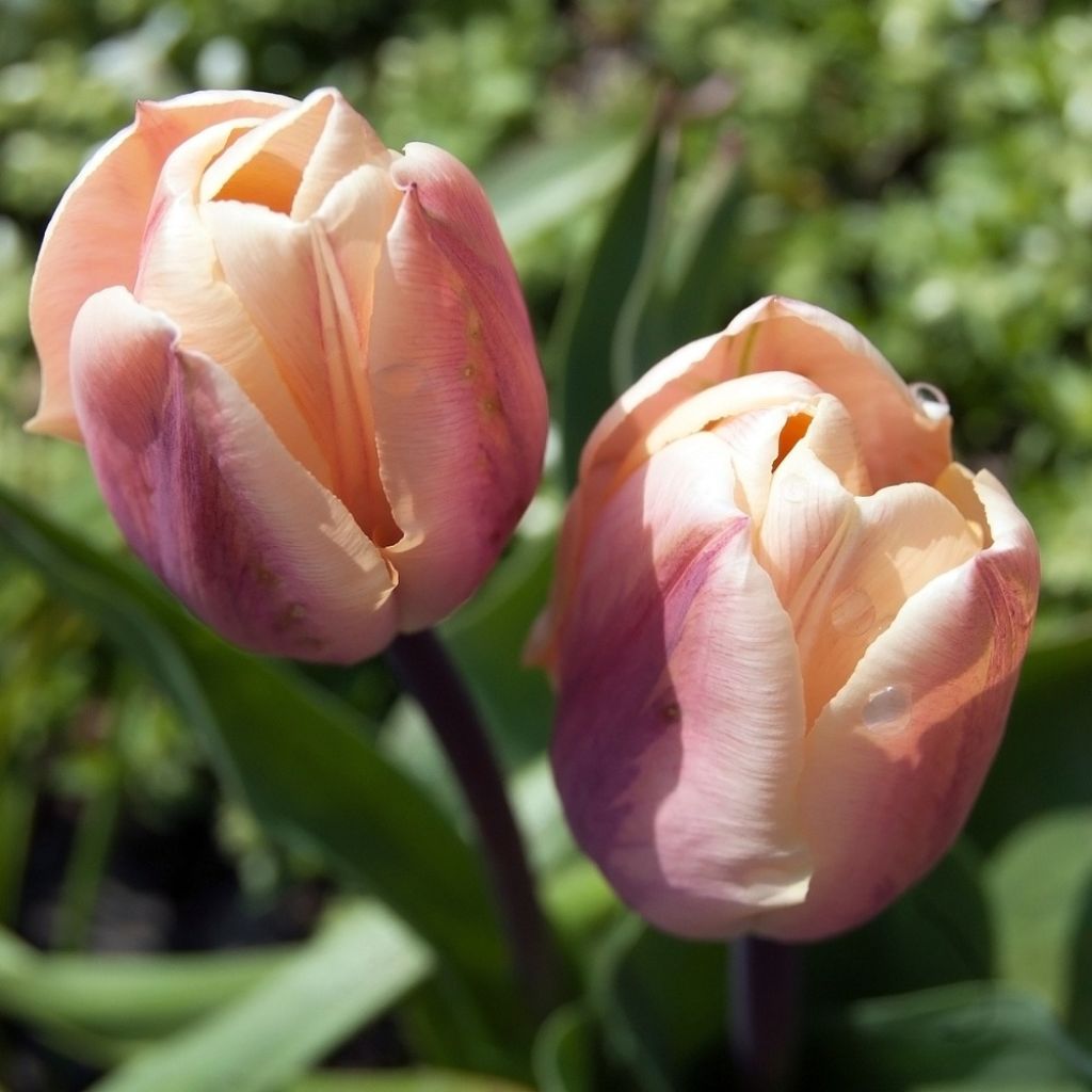 Tulipa La Belle Époque- Double Early Tulip