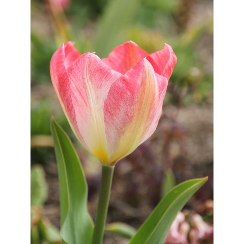 Tulipa Flaming Purissima