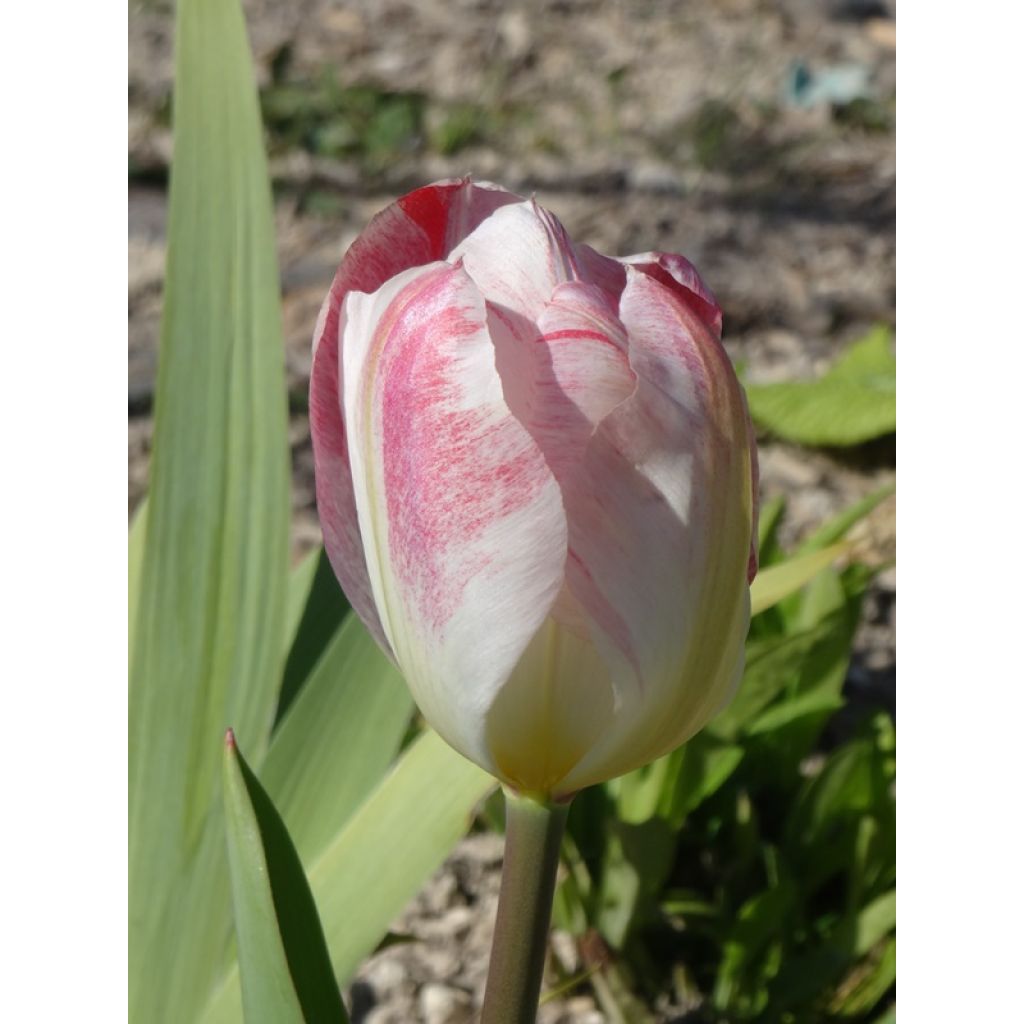 Tulipa Flaming Purissima