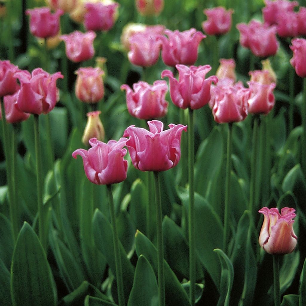 Tulipa Picture - Tulipe Groupe Coronet
