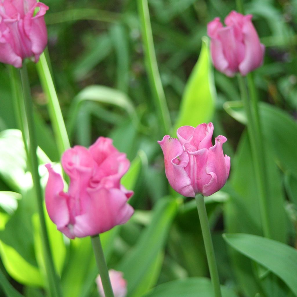 Tulipa Picture - Tulipe Groupe Coronet