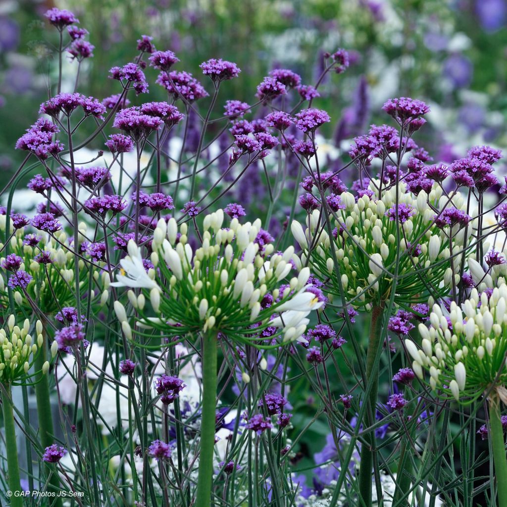 Verbena bonariensis - Purple Top