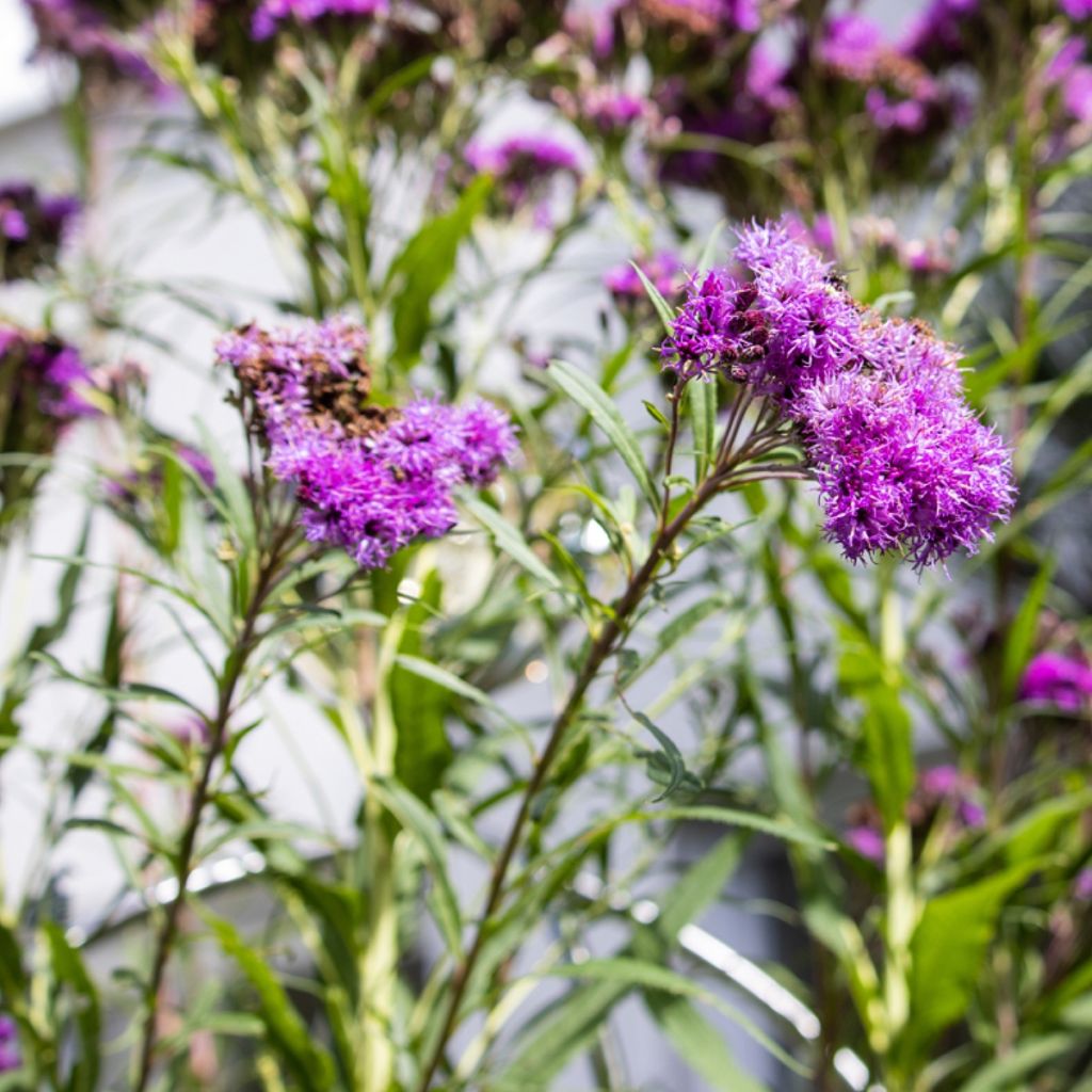 Vernonia lettermannii - Ironweed