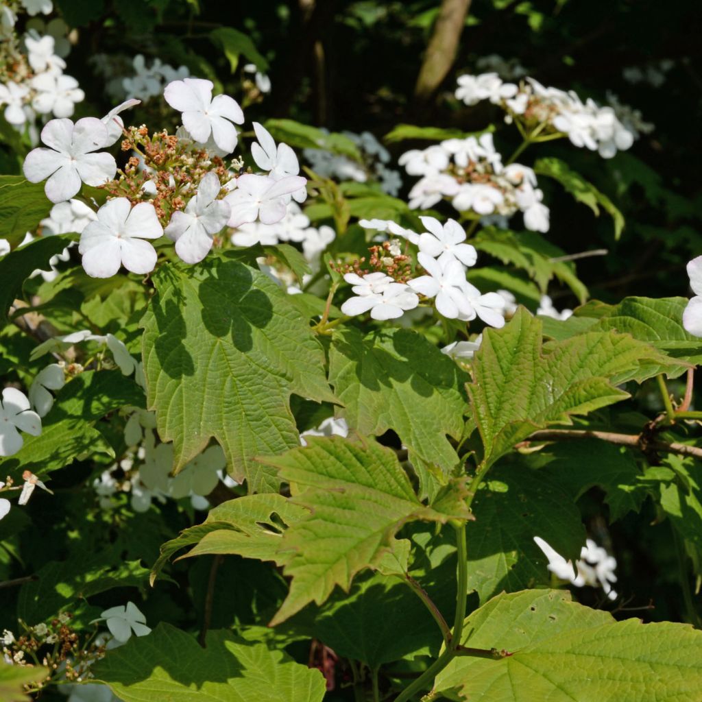 Guelder rose - Viburnum opulus