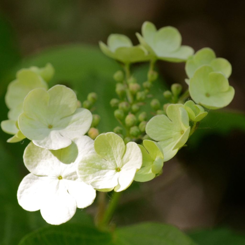 Guelder rose - Viburnum opulus