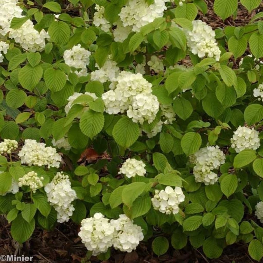 Viburnum plicatum Popcorn