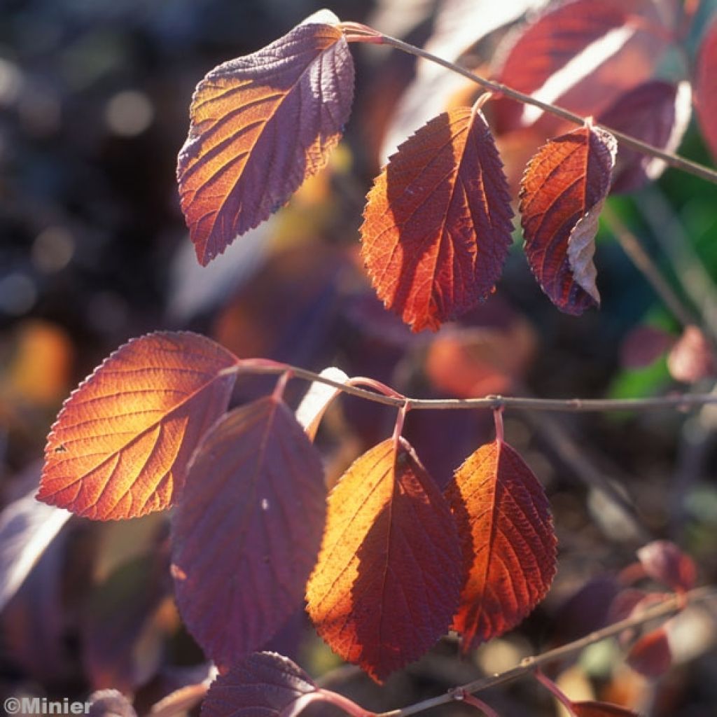 Viburnum plicatum Popcorn