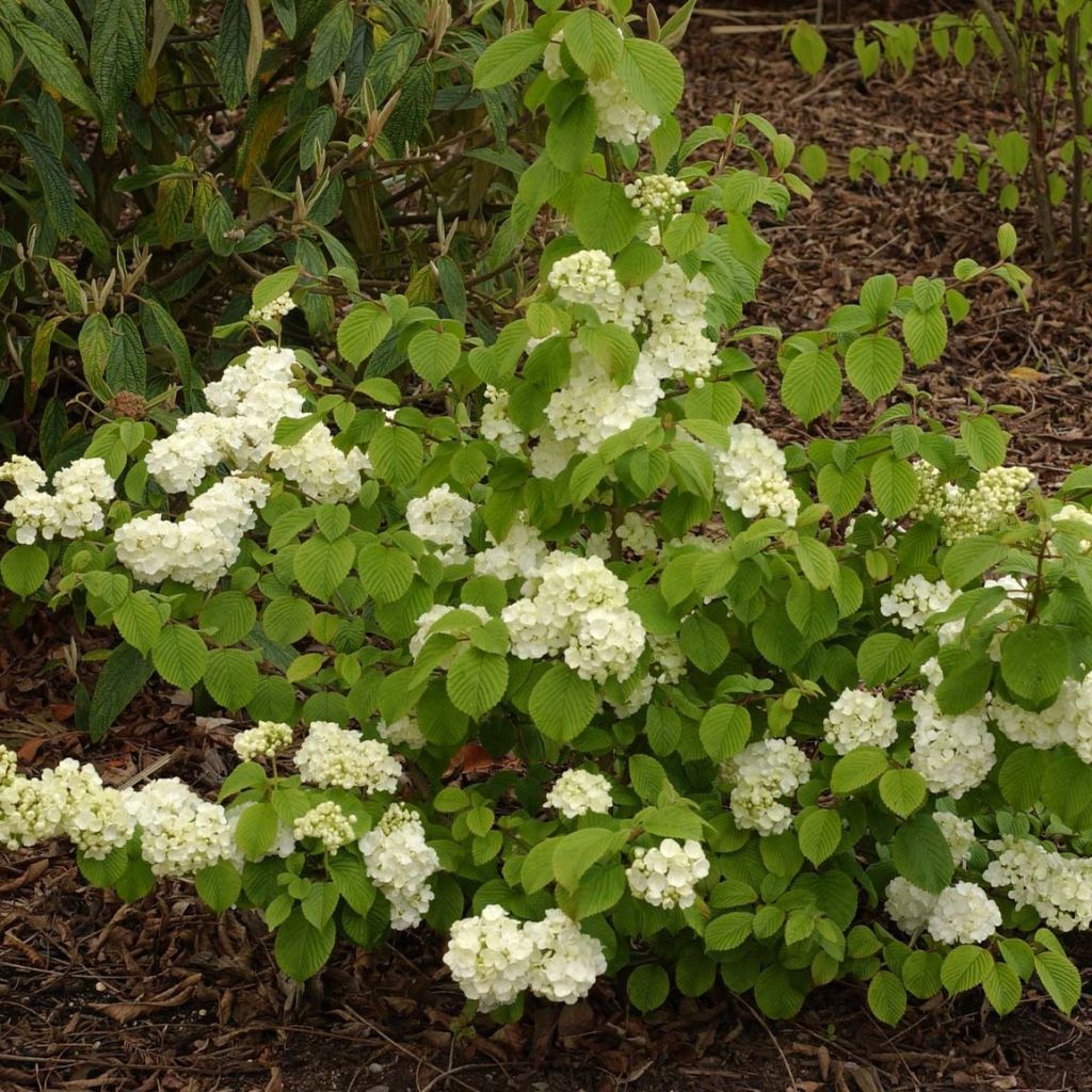 Viburnum plicatum Popcorn