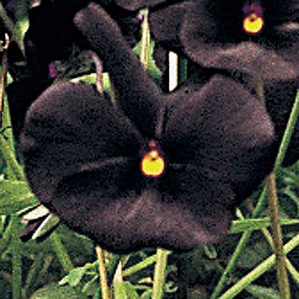 Viola cornuta Molly Sanderson