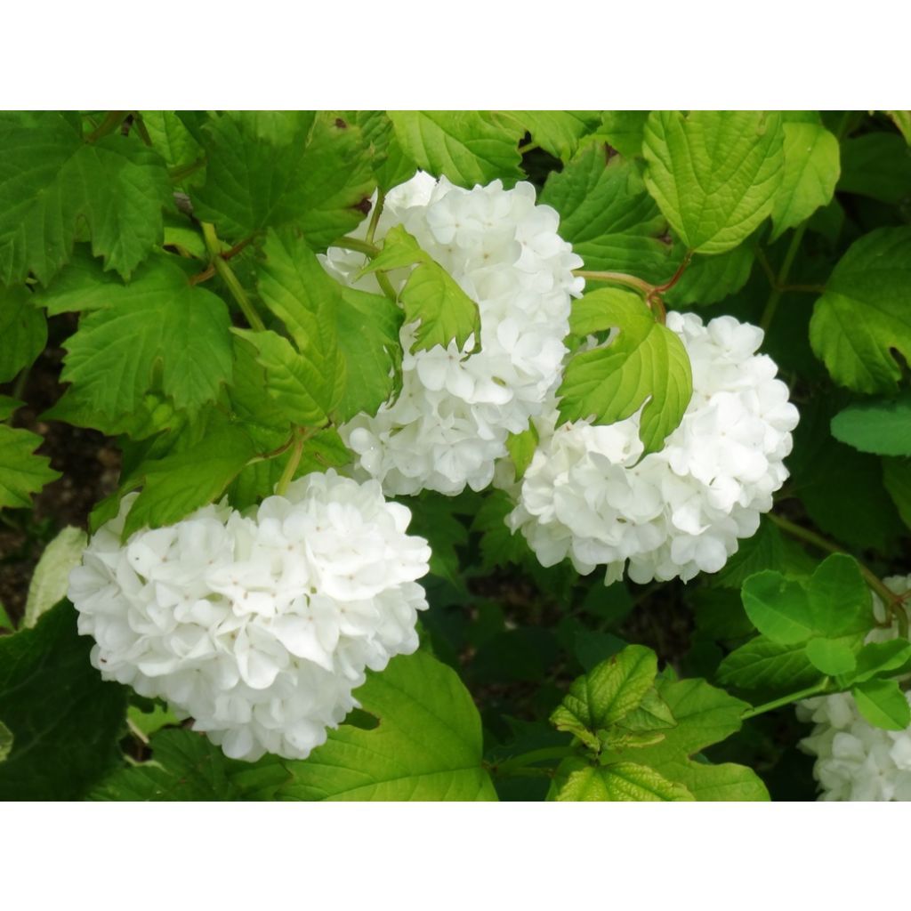 Snowball Viburnum - Viburnum opulus Roseum