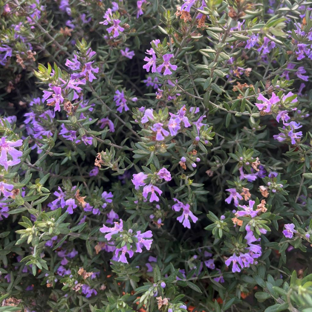 Westringia fruticosa 'WES03' BLUE GEM - Westringia ligneux