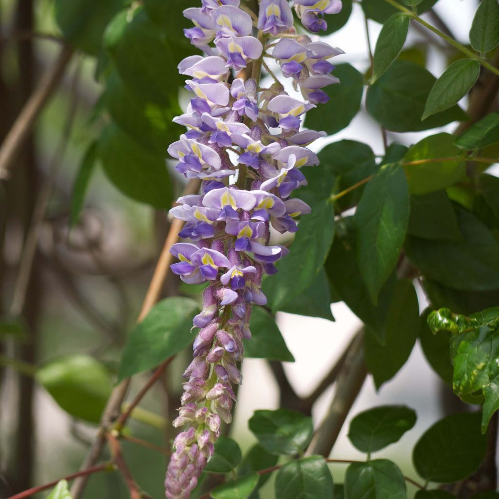 Wisteria macrostachya