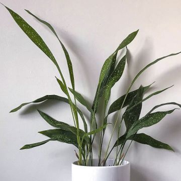 Aspidistra Milky Way - Cast-Iron Plant