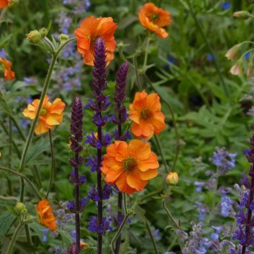 3 Essential Perennials for Summer