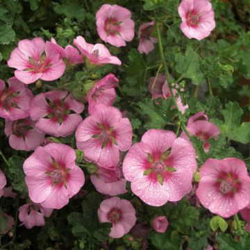Anisodontea capensis Cristal rose