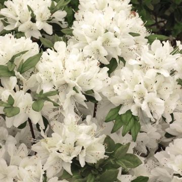 Azalea japonica Schneewittchen