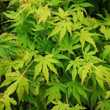 Acer palmatum Going Green - Japanese Maple