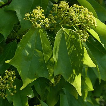 Acer buergerianum seeds - Trident maple